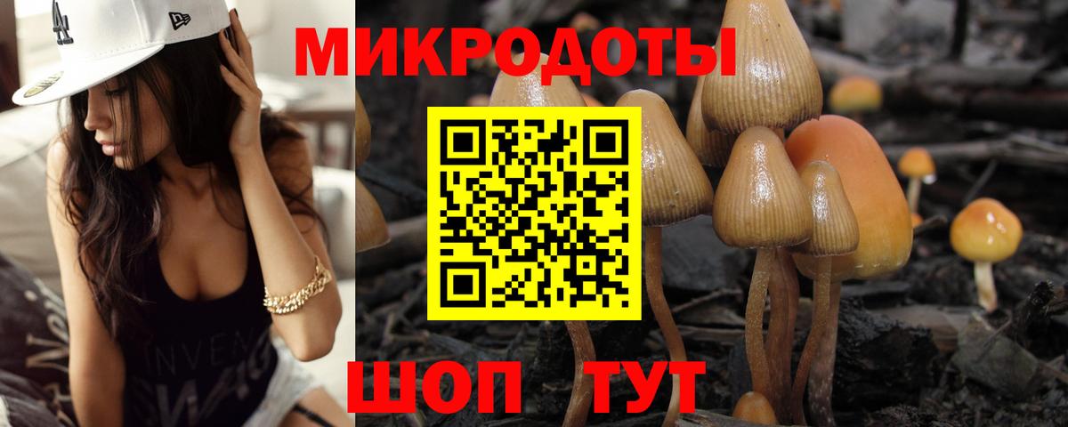 Псилоцибиновые грибы Psilocybe Белогорск